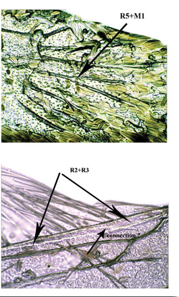 /filer/webapps/moths_gc/media/images/J/jailensis_Caloptilia_WV_ZMKU.jpg