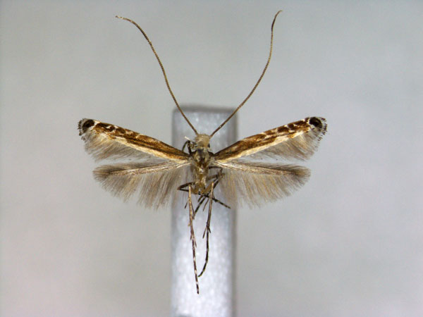 /filer/webapps/moths_gc/media/images/J/japonica_Artifodina_A_EIHU.jpg