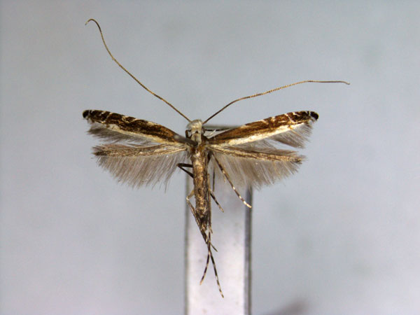 /filer/webapps/moths_gc/media/images/J/japonica_Artifodina_PT_EIHU.jpg