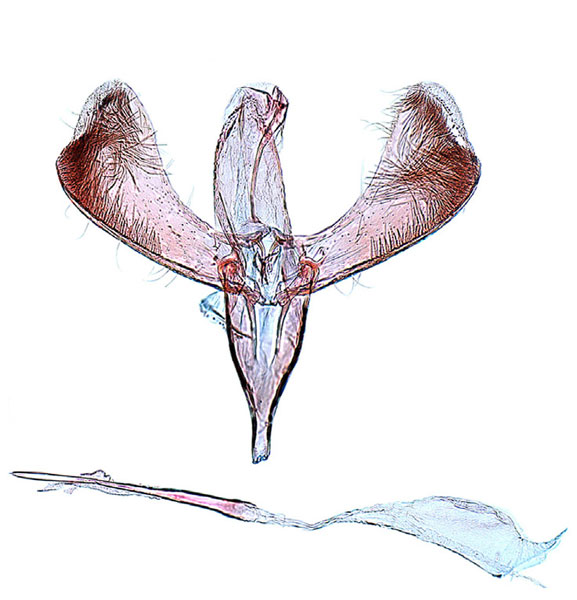 /filer/webapps/moths_gc/media/images/J/japonica_Gracillaria_GM_Lee-et-Jeun.jpg