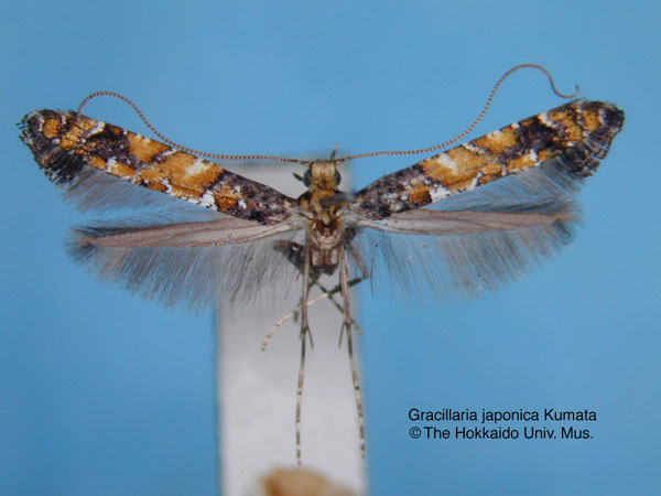 /filer/webapps/moths_gc/media/images/J/japonica_Gracillaria_HT_EIHU.jpg