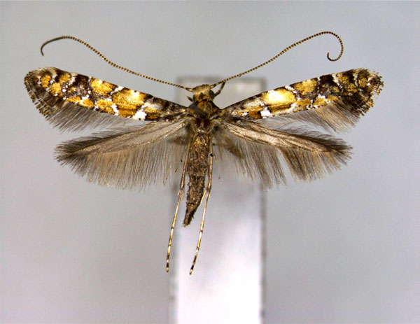 /filer/webapps/moths_gc/media/images/J/japonica_Gracillaria_PT_EIHU.jpg