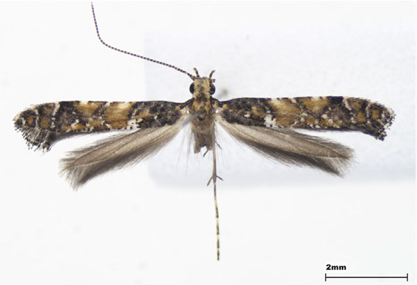 /filer/webapps/moths_gc/media/images/J/japonica_Gracillariia_male_Lee-et-Jeun_2022.jpg