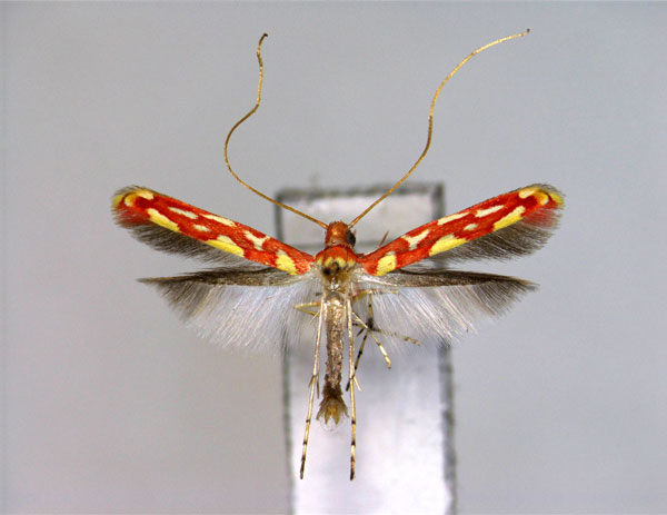 /filer/webapps/moths_gc/media/images/J/japonica_Macarostola_A_EIHU.jpg