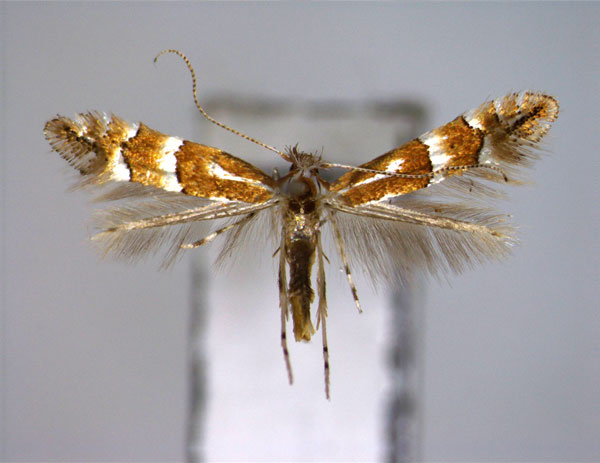 /filer/webapps/moths_gc/media/images/J/japonica_Phyllonorycter_A_EIHU.jpg