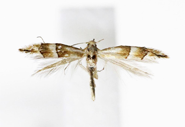 /filer/webapps/moths_gc/media/images/J/japonica_Phyllonorycter_A_Kim-et-Byun_2017_1379.jpg