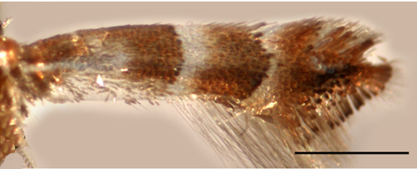 /filer/webapps/moths_gc/media/images/J/japonica_Phyllonorycter_A_Kirichenko-et-al_2019_14.jpg