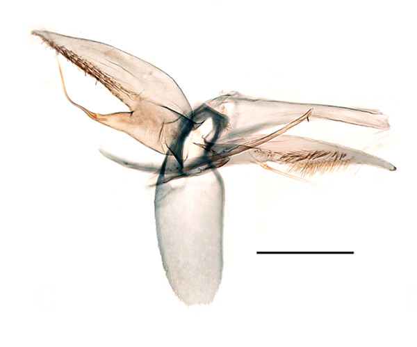 /filer/webapps/moths_gc/media/images/J/japonica_Phyllonorycter_GM_Kirichenko-et-al_2019_24.jpg