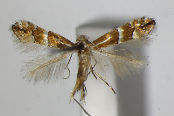/filer/webapps/moths_gc/media/images/J/japonica_Phyllonorycter_PT_ZSM.jpg