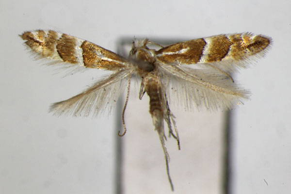/filer/webapps/moths_gc/media/images/J/japonica_Phyllonorycter_PT_ZSM_2.jpg