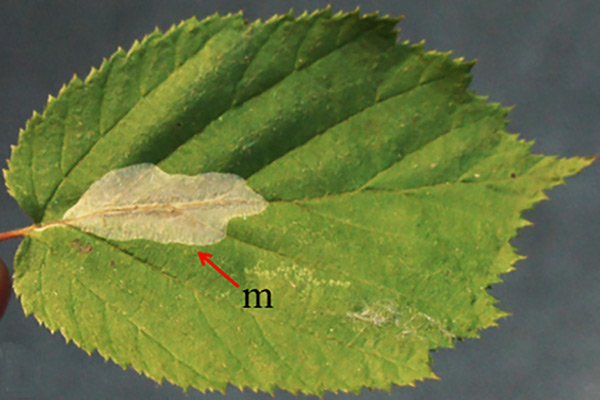 /filer/webapps/moths_gc/media/images/J/japonica_Phyllonorycter_mine_Kirichenko-et-al_2019_36.jpg