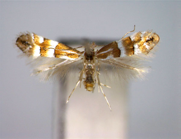 /filer/webapps/moths_gc/media/images/J/jezoniella_Phyllonorycter_A_EIHU.jpg