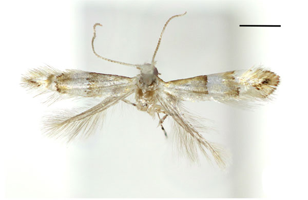 /filer/webapps/moths_gc/media/images/J/jezoniella_Phyllonorycter_A_Kim-etal_2024_400.jpg
