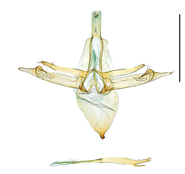 /filer/webapps/moths_gc/media/images/J/jezoniella_Phyllonorycter_GM_Kim-etal_2024_405.jpg