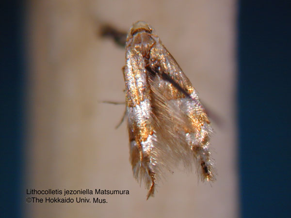 /filer/webapps/moths_gc/media/images/J/jezoniella_Phyllonorycter_LT_EIHU.jpg