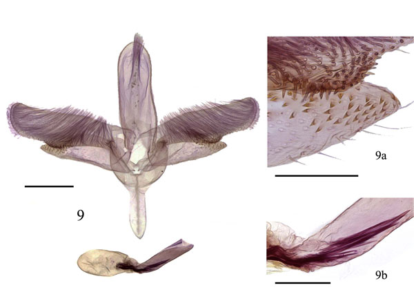 /filer/webapps/moths_gc/media/images/J/jianfenglingina_Epicephala_GM_HBB10039_NKUM.jpg