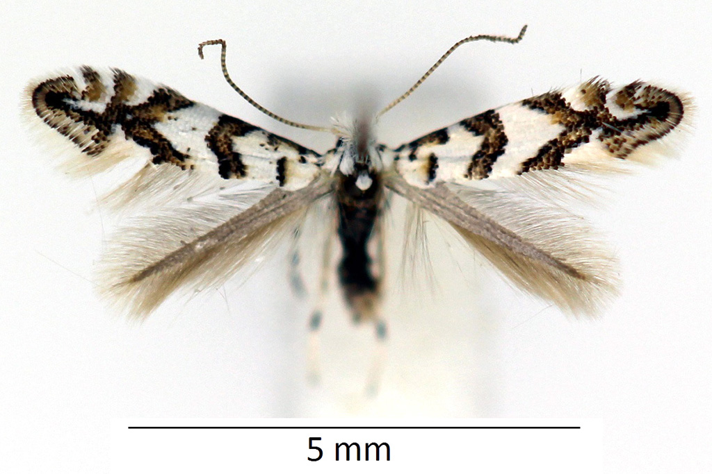 /filer/webapps/moths_gc/media/images/J/joannisi_Phyllonorycter_A_WDP3.jpg