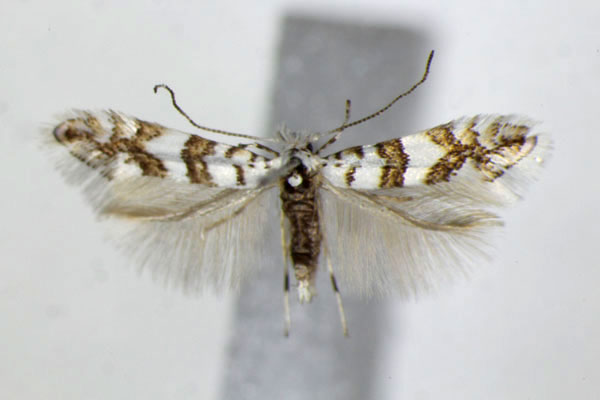 /filer/webapps/moths_gc/media/images/J/joannisi_Phyllonorycter_A_ZSM.jpg