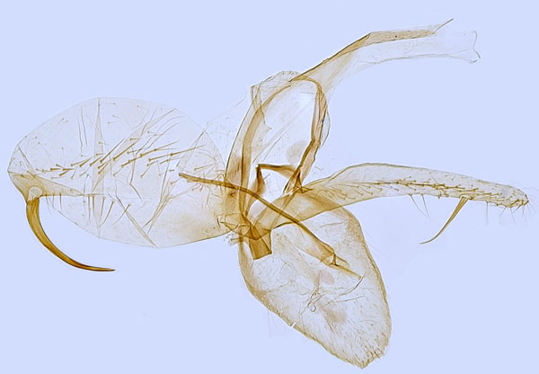 /filer/webapps/moths_gc/media/images/J/joannisi_Phyllonorycter_GM_Hall.jpg