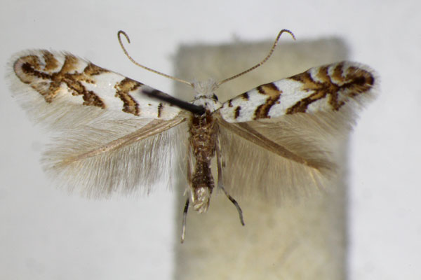 /filer/webapps/moths_gc/media/images/J/joannisi_platanoidella_Phyllonorycter_A_ZSM.jpg