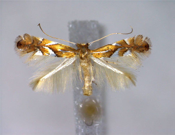 /filer/webapps/moths_gc/media/images/J/joviella_Phyllonorycter_A_EIHU.jpg