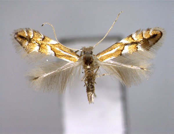 /filer/webapps/moths_gc/media/images/J/jozanae_Phyllonorycter_A_EIHU.jpg