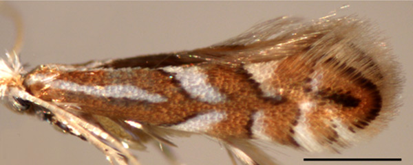 /filer/webapps/moths_gc/media/images/J/jozanae_Phyllonorycter_A_Kirichenko-et-al_2019_14.jpg