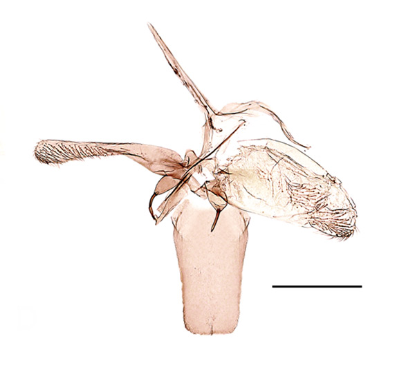 /filer/webapps/moths_gc/media/images/J/jozanae_Phyllonorycter_GM_Kirichenko-et-al_2019_24.jpg