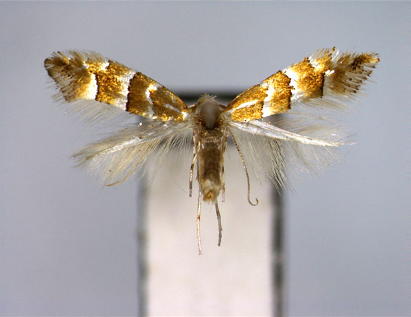 /filer/webapps/moths_gc/media/images/J/juglandis_Phyllonorycter_PT_EIHU.jpg