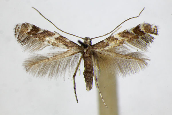 /filer/webapps/moths_gc/media/images/J/juglandis_Phyllonorycter_PT_ZSM.jpg