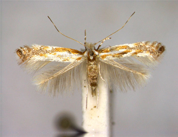 /filer/webapps/moths_gc/media/images/J/juncei_Phyllonorycter_A_EIHU.jpg