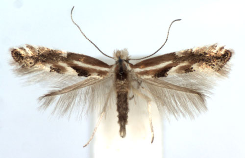 /filer/webapps/moths_gc/media/images/J/juncei_Phyllonorycter_A_WJDP.jpg