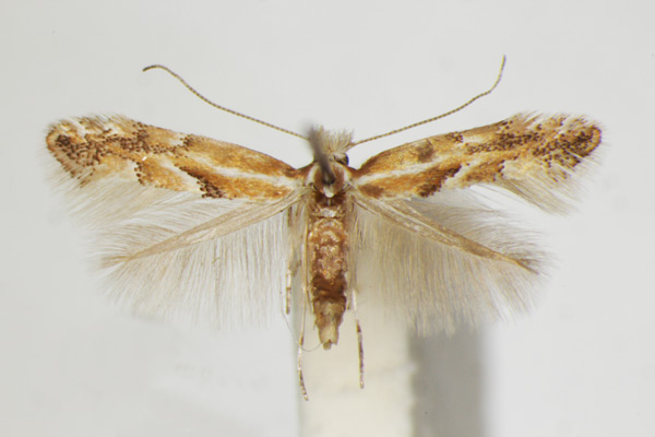 /filer/webapps/moths_gc/media/images/J/juncei_Phyllonorycter_A_ZSM_2.jpg