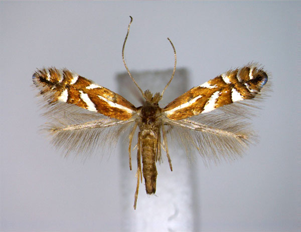 /filer/webapps/moths_gc/media/images/J/junoniella_Phyllonorycter_A_EIHU.jpg