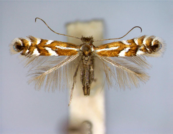/filer/webapps/moths_gc/media/images/J/junoniella_Phyllonorycter_A_EIHU_2.jpg