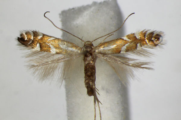 /filer/webapps/moths_gc/media/images/J/junoniella_Phyllonorycter_A_ZSM.jpg