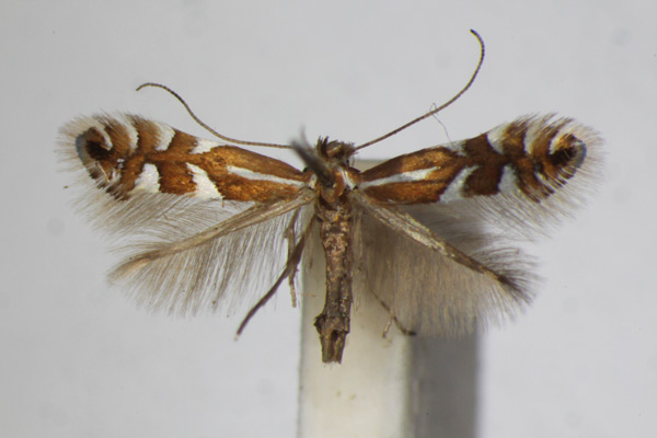 /filer/webapps/moths_gc/media/images/J/junoniella_Phyllonorycter_A_ZSM_4.jpg