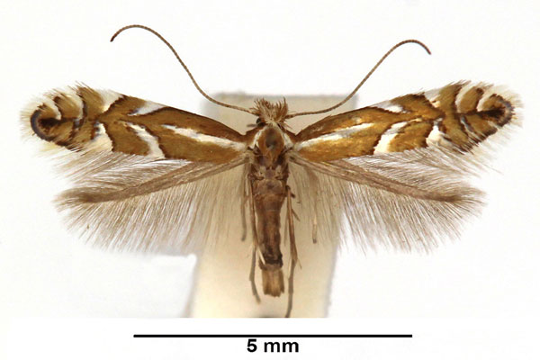 /filer/webapps/moths_gc/media/images/J/junoniella_Phyllonorycter_F_WDP.jpg