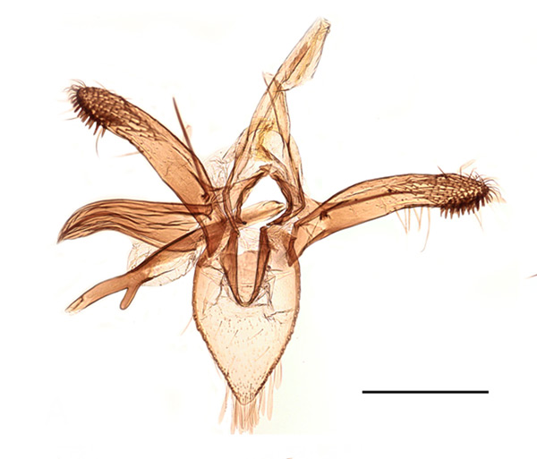 /filer/webapps/moths_gc/media/images/J/junoniella_Phyllonorycter_GM_Kirichenko-et-al_2019_25.jpg