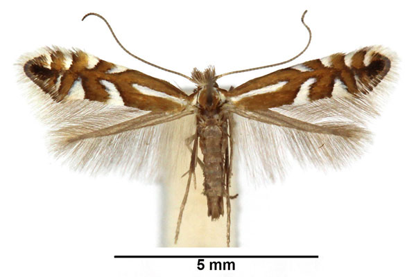 /filer/webapps/moths_gc/media/images/J/junoniella_Phyllonorycter_M_WDP..jpg