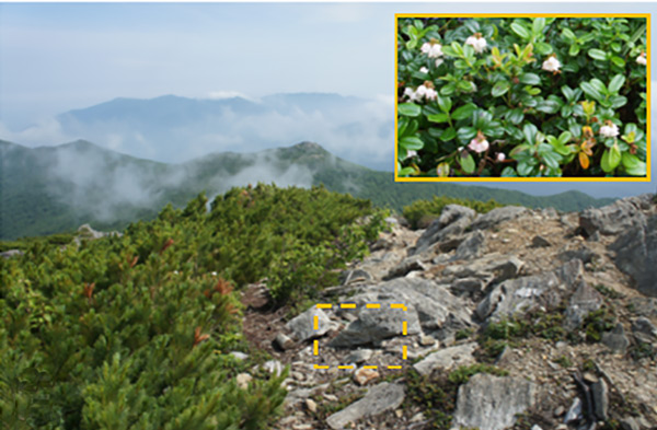/filer/webapps/moths_gc/media/images/J/junoniella_Phyllonorycter_habitat_Kirichenko-et-al_2019_36.jpg