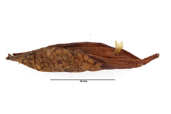 /filer/webapps/moths_gc/media/images/J/junoniella_Phyllonorycter_pupa_WDP.jpg