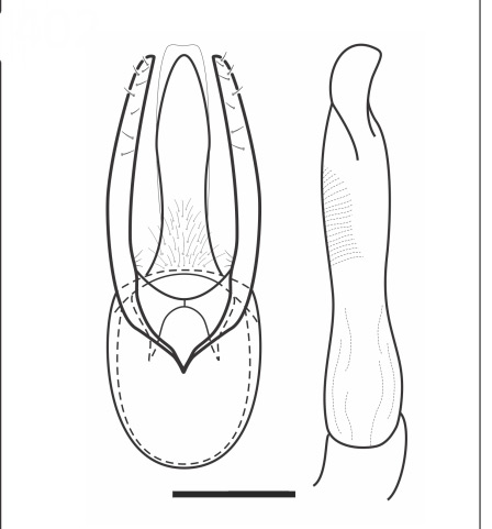 /filer/webapps/moths_gc/media/images/J/jupiter_Phyllocnistis_HT_GM_VOB.jpg
