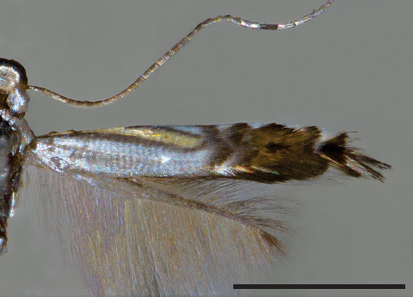/filer/webapps/moths_gc/media/images/J/jupiter_Phyllocnistis_PT_VOB.jpg
