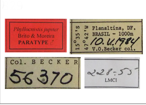 /filer/webapps/moths_gc/media/images/J/jupiter_Phyllocnistis_PT_VOB_Labels.jpg