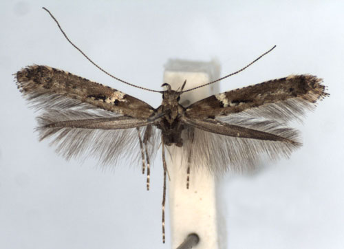 /filer/webapps/moths_gc/media/images/J/jurateae_Caloptilia_A_WJDP_01.jpg