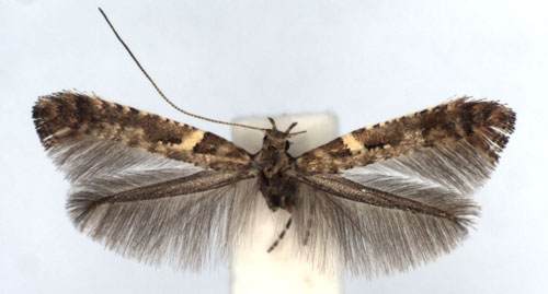 /filer/webapps/moths_gc/media/images/J/jurateae_Caloptilia_A_WJDP_02.jpg