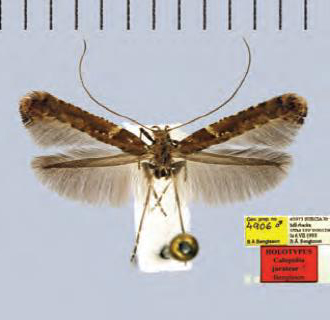 /filer/webapps/moths_gc/media/images/J/jurateae_Caloptilia_Plant_2022_32c.jpg