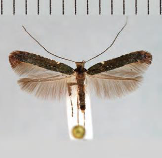 /filer/webapps/moths_gc/media/images/J/jurateae_Caloptilia_Plant_2022_32d.jpg
