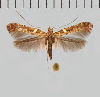 /filer/webapps/moths_gc/media/images/J/jurateae_Caloptilia_Plant_2022_32e.jpg